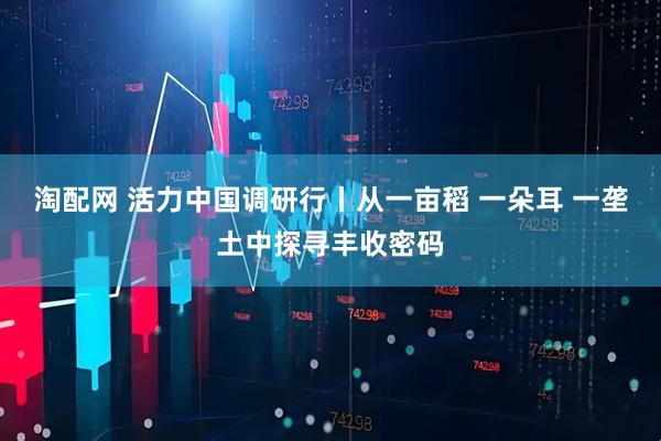 淘配网 活力中国调研行丨从一亩稻 一朵耳 一垄土中探寻丰收密码